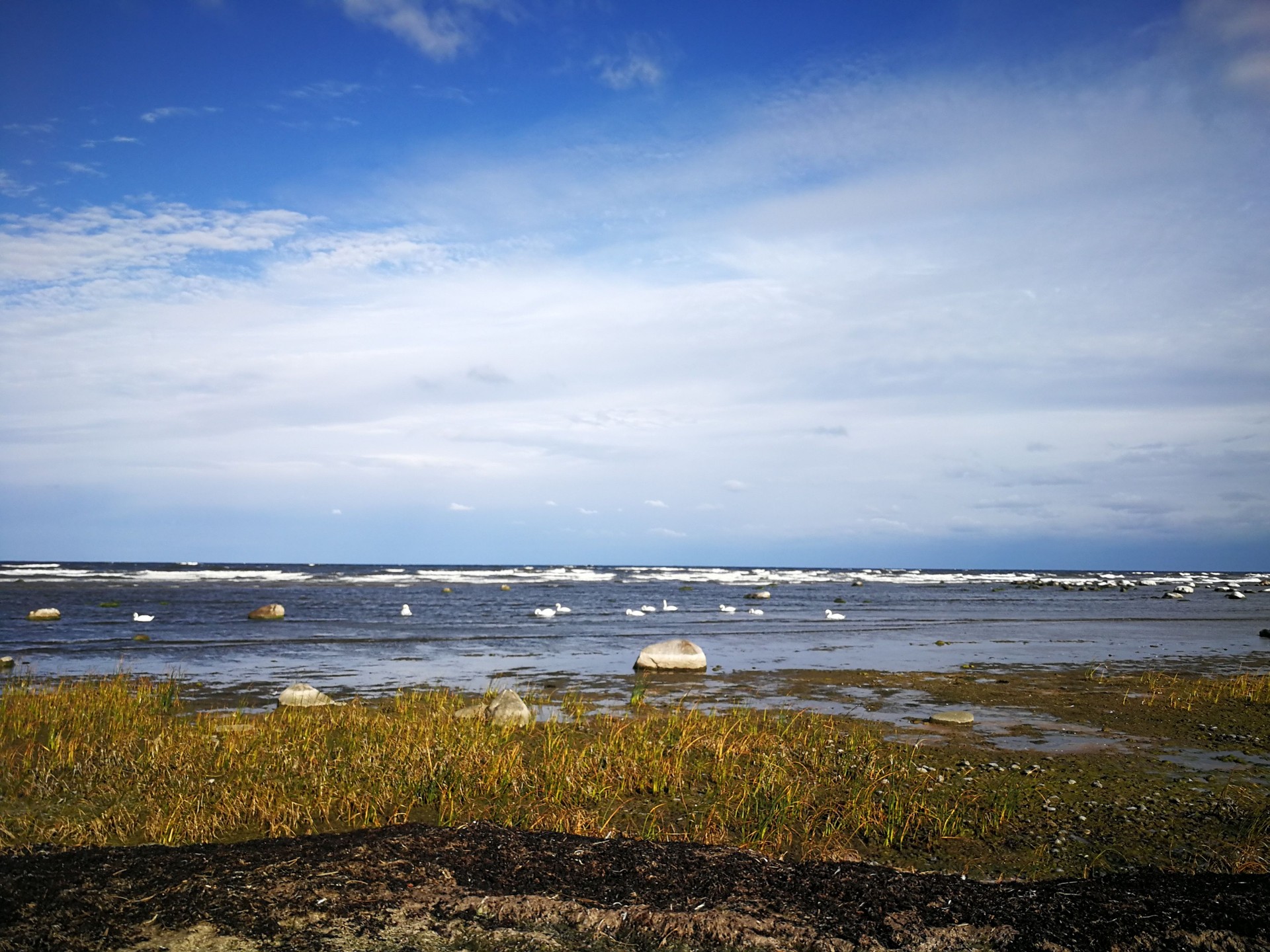 Wild seaside with distant birds on a sunny day